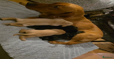 Mixed Breed dogs Dashador puppies  - Advert 8