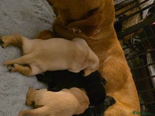 Mixed Breed dogs Dashador puppies - Advert 5