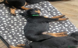 Rottweiler dogs for sale: X1 female rottweiler puppy left! 8 weeks old today in Evesham - Image 12