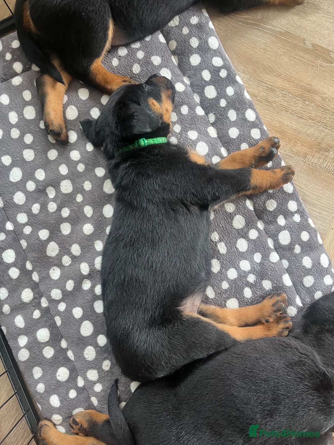 Rottweiler dogs for sale: X1 female rottweiler puppy left! 8 weeks old today in Evesham - Image 12