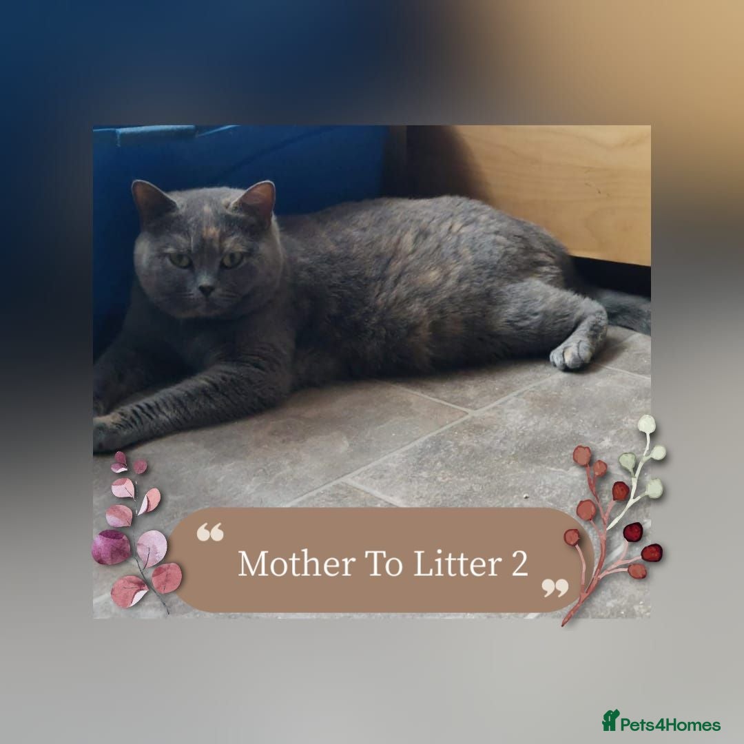 British Shorthair cats 🖤💜 British Shorthair Kittens 💜🖤 - Advert 2