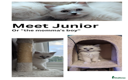 Ragdoll cats for sale: 🧁Sweet ragdolls - Image 19