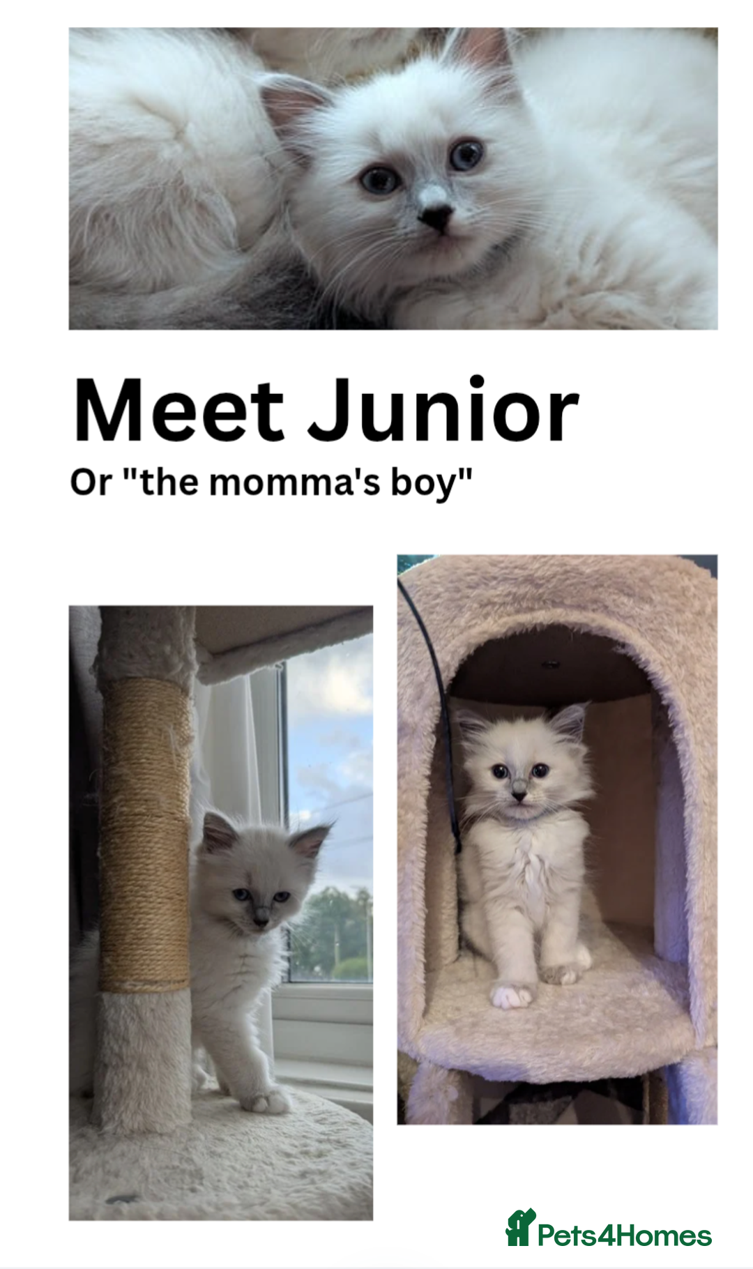 Ragdoll cats for sale: 🧁Sweet ragdolls - Image 19