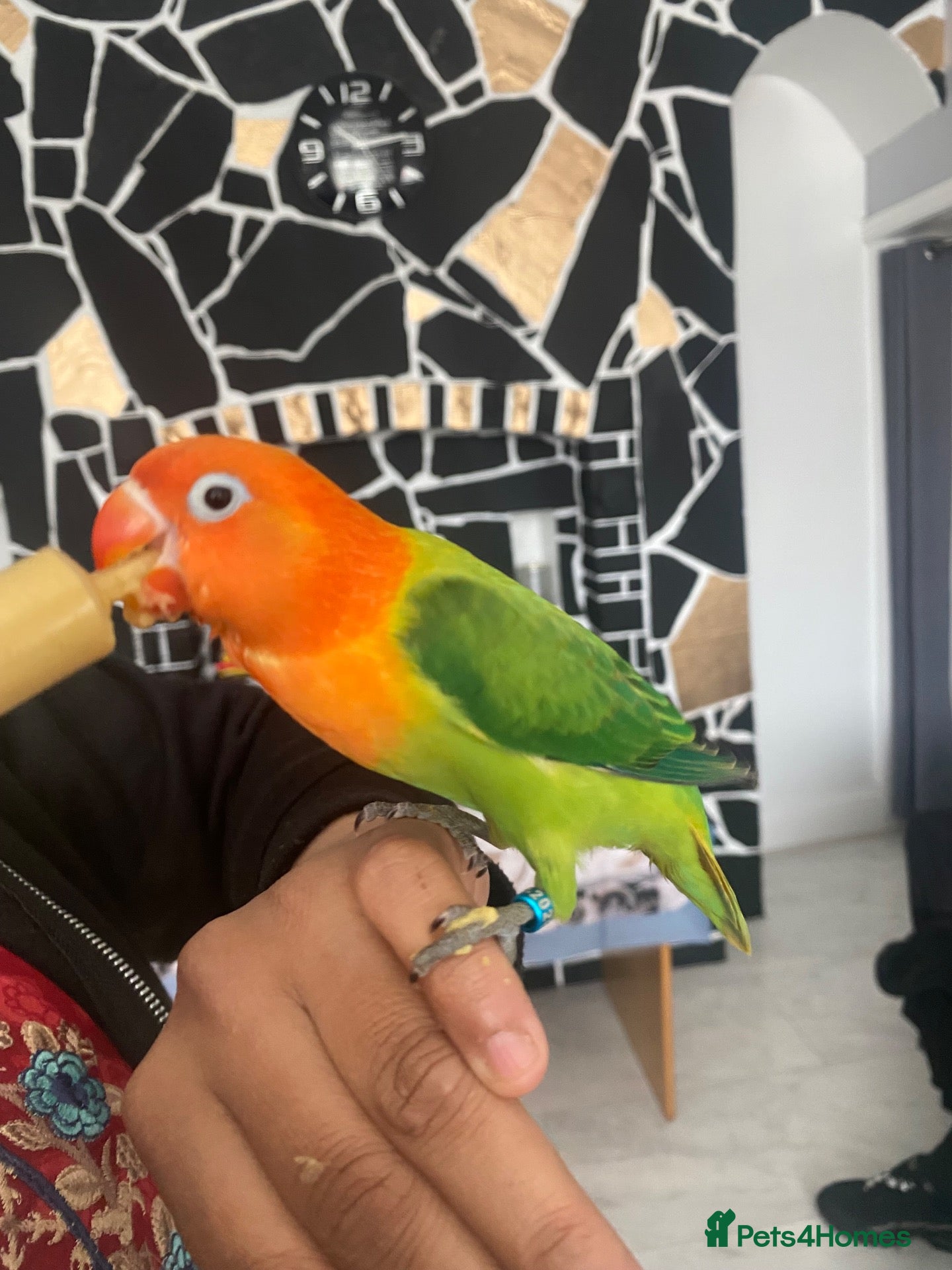 Lovebirds birds 8 week old lovebird  - Advert 3