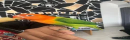 Lovebirds birds for sale: 8 week old lovebird  in Accrington - Advert 1
