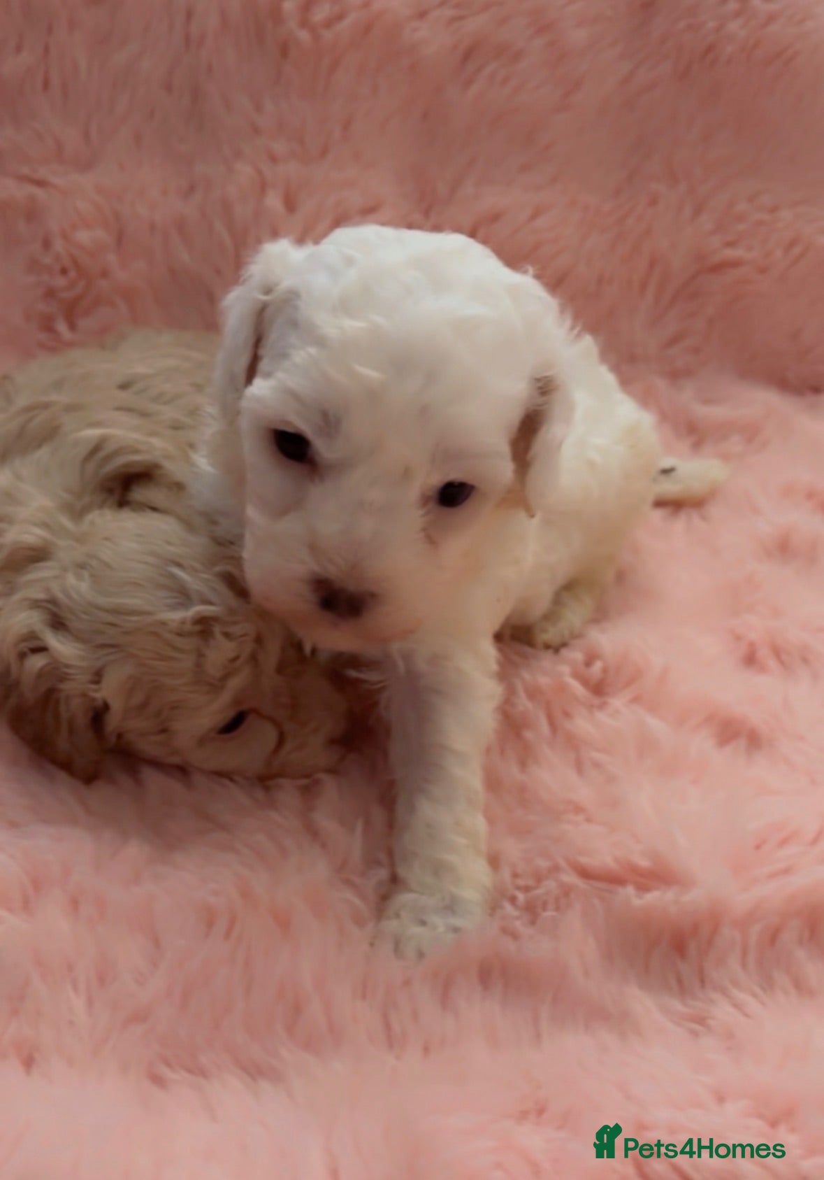 Mixed Breed dogs Stunning Toy Breed Shihpoo x Poochon - Advert 2