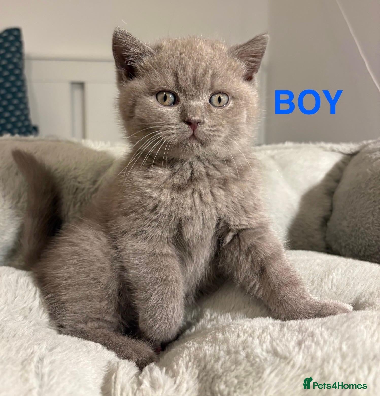 British Shorthair cats 🩷💙💜🧡♥️ BSH kittens - Advert 5
