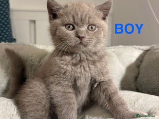 British Shorthair cats 🩷💙💜🧡♥️ BSH kittens - Advert 5