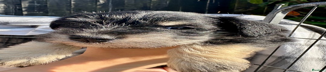 Miniature Schnauzer Puppy 1