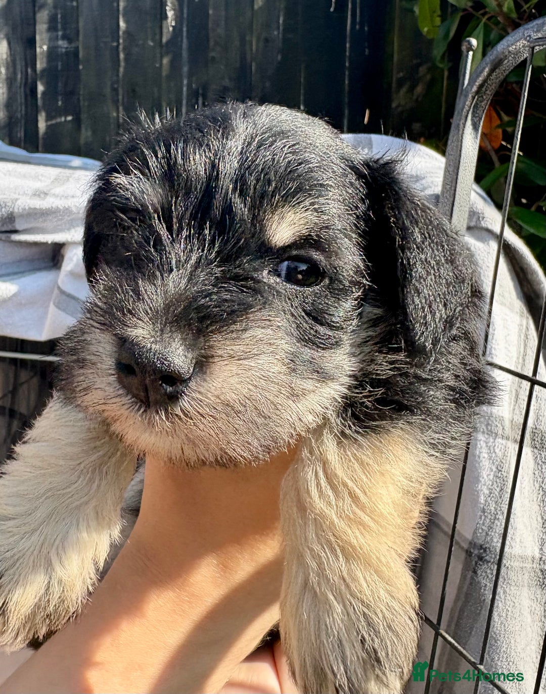 Miniature Schnauzer dogs for sale: KC Reg Miniature Schnauzer puppies in Stratford-upon-Avon - Image 9