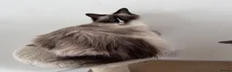 Ragdoll cats for sale: Beautiful Ragdoll Cats Looking for Loving Homes 🐾 - Advert 5