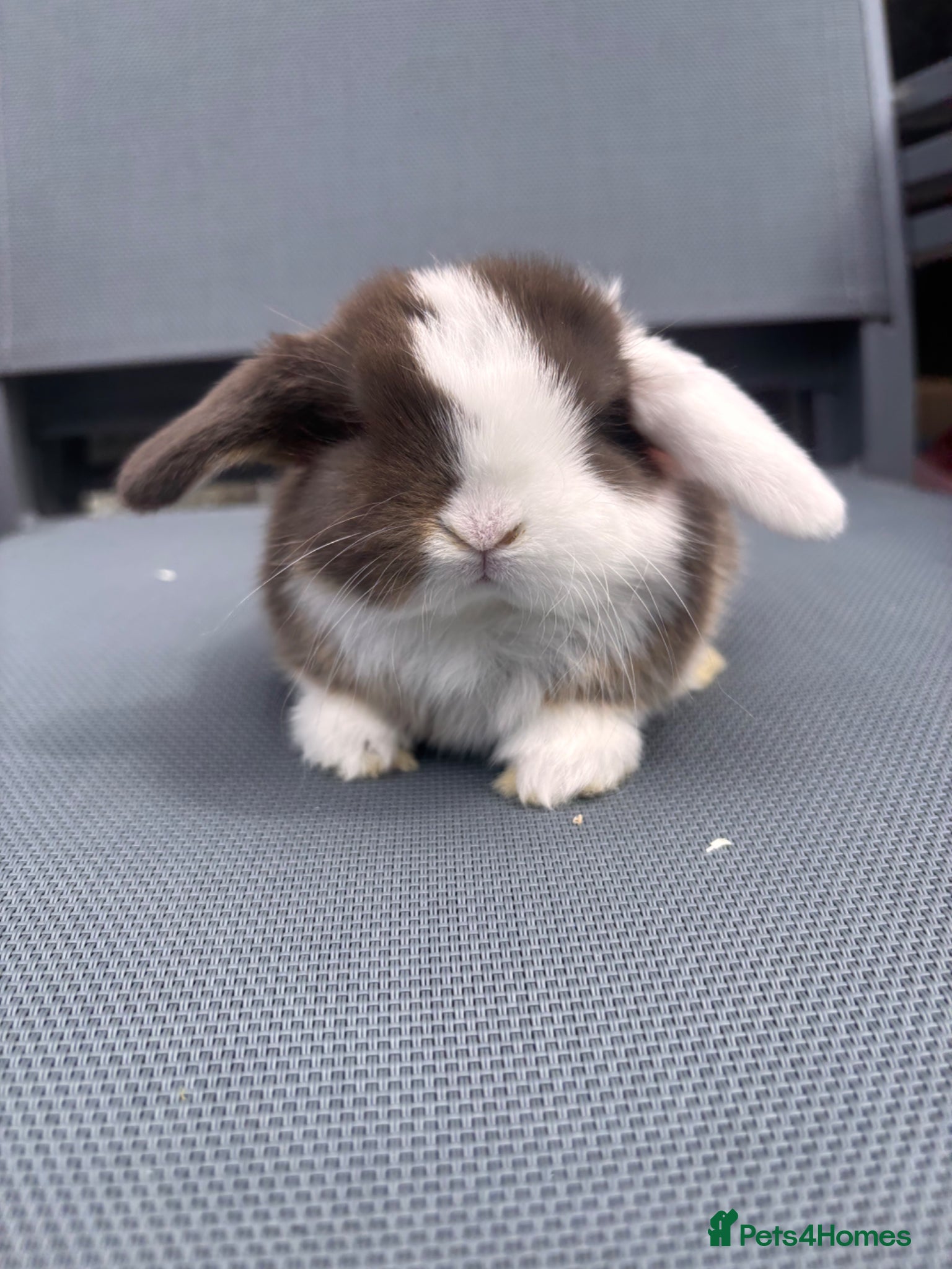 Mini Lop rabbits Mini lops for sale - Advert 14