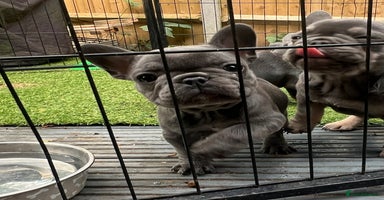 French Bulldog dogs - Advert 2