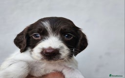 English Springer Spaniel dogs for sale: English Springer Spaniels Puppies 🐾 - Image 10