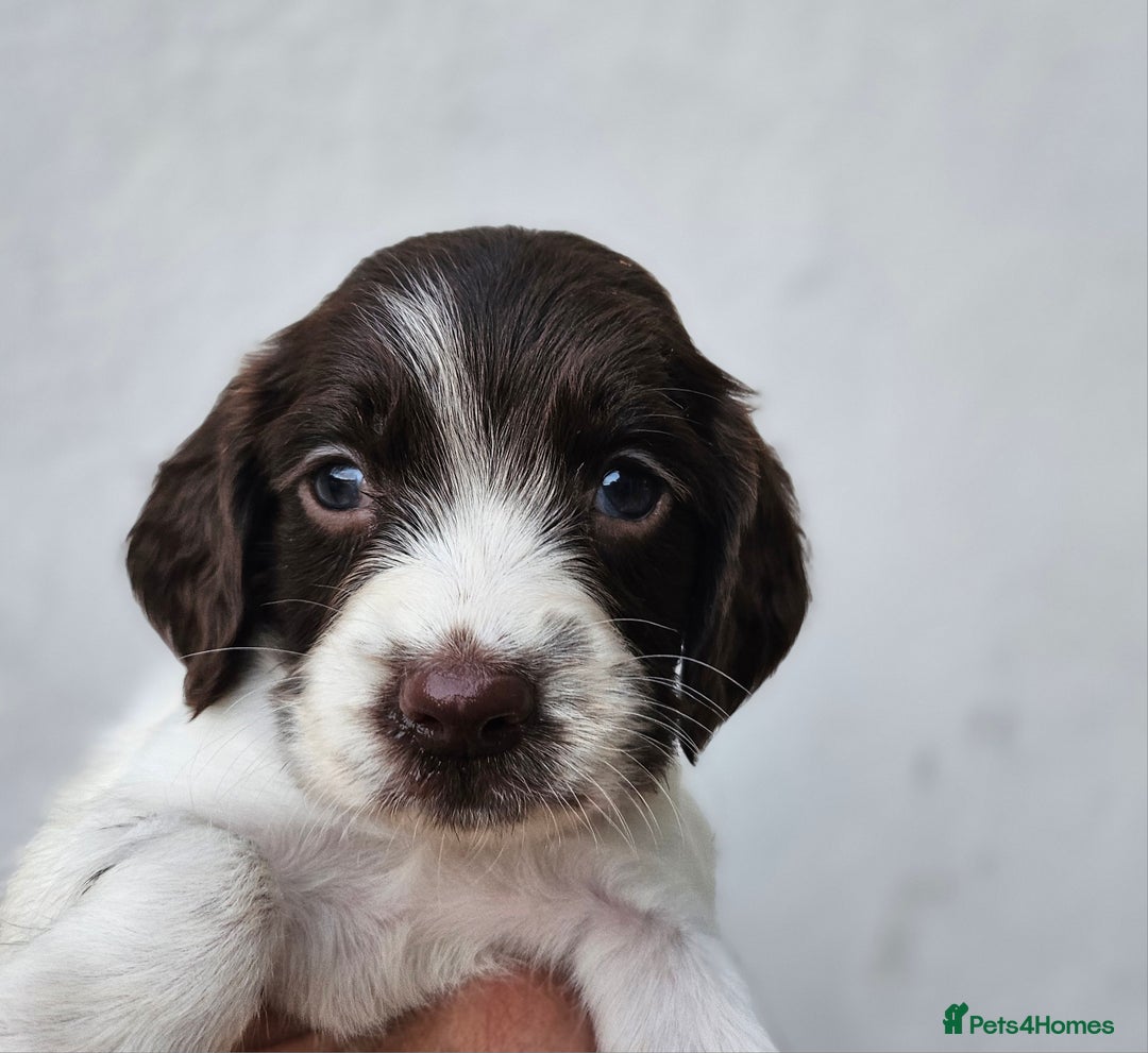 English Springer Spaniel dogs for sale: English Springer Spaniels Puppies 🐾 - Image 10