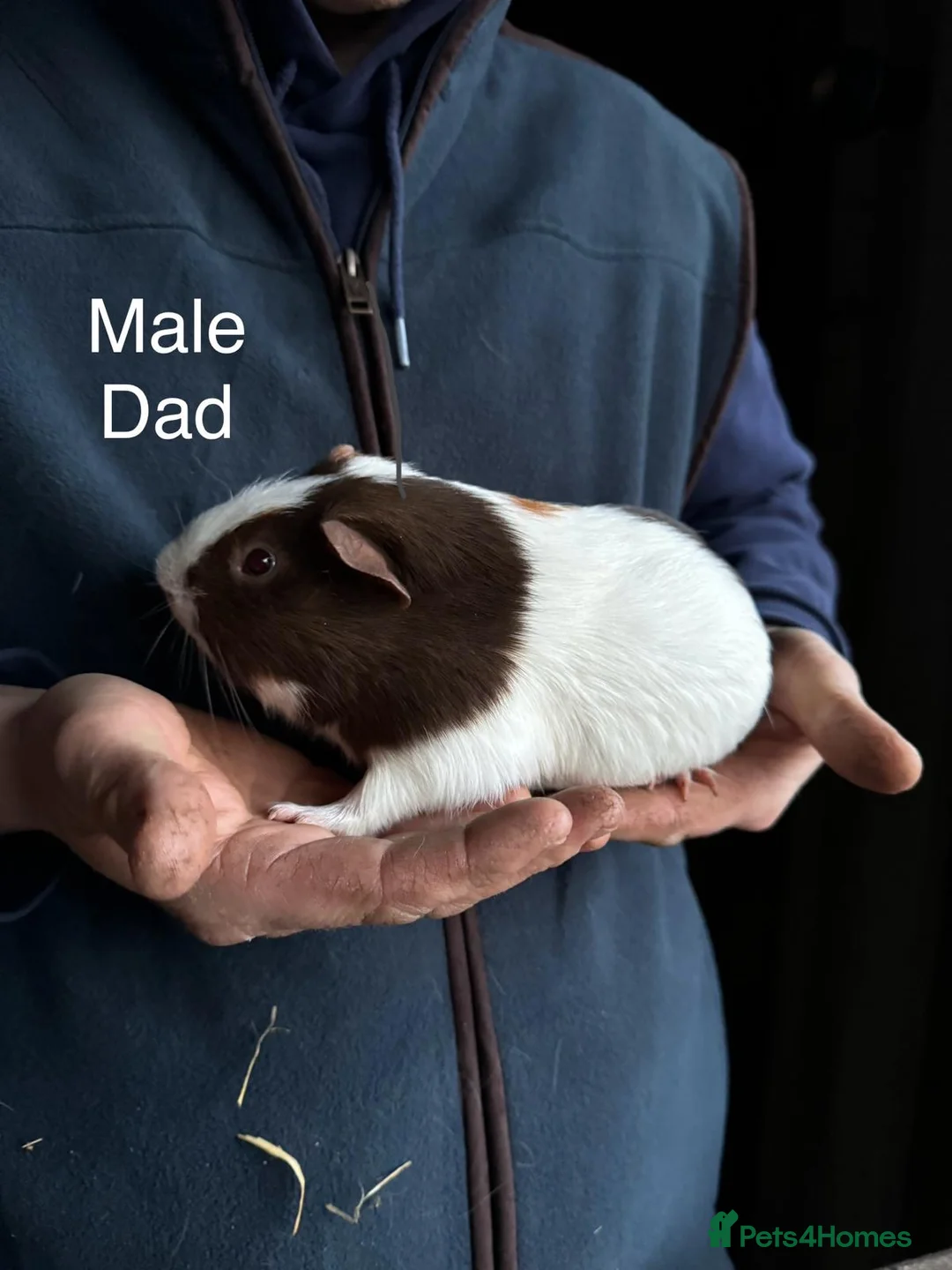 Guinea Pig rodents for sale: Mixed guinea pigs - Advert 4