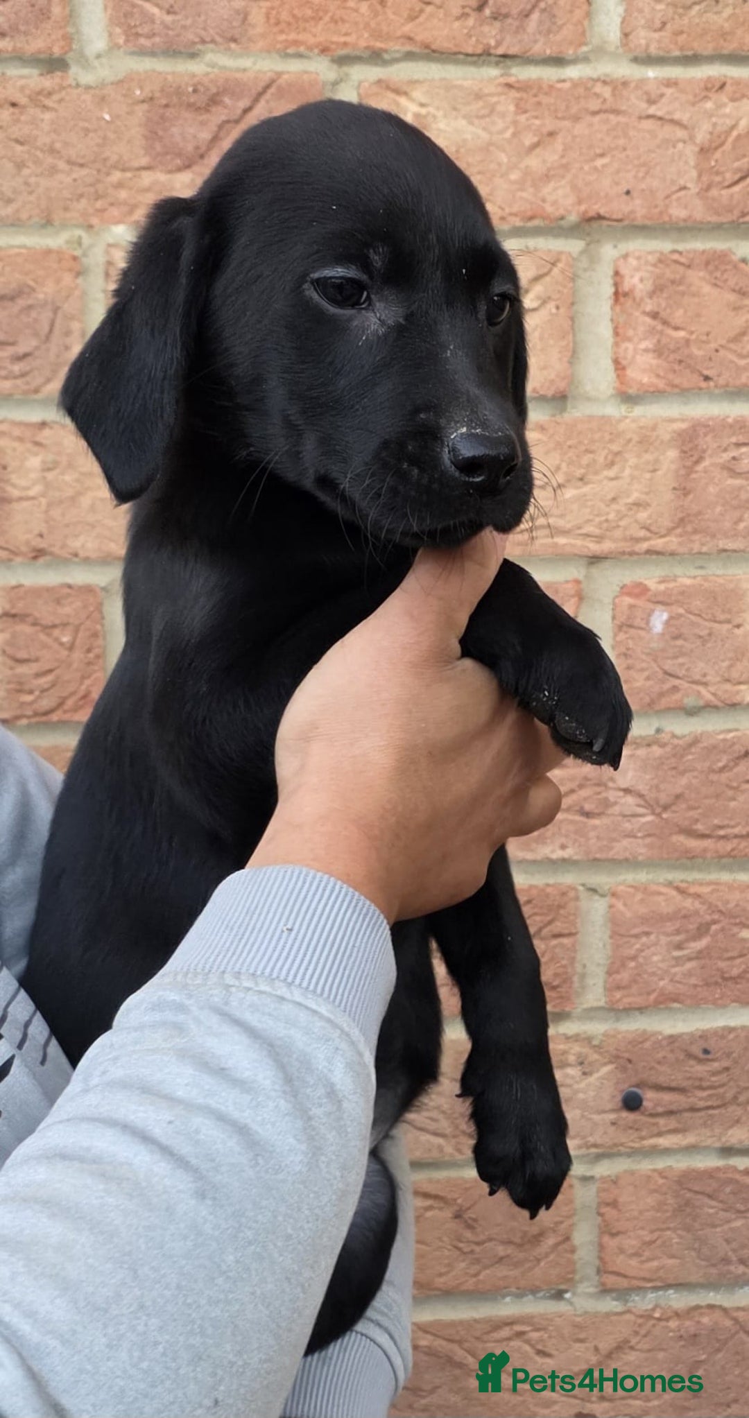 Labrador Retriever dogs for sale: Labrador Puppies Ready for Their Forever Homes🐶💛 - Image 12