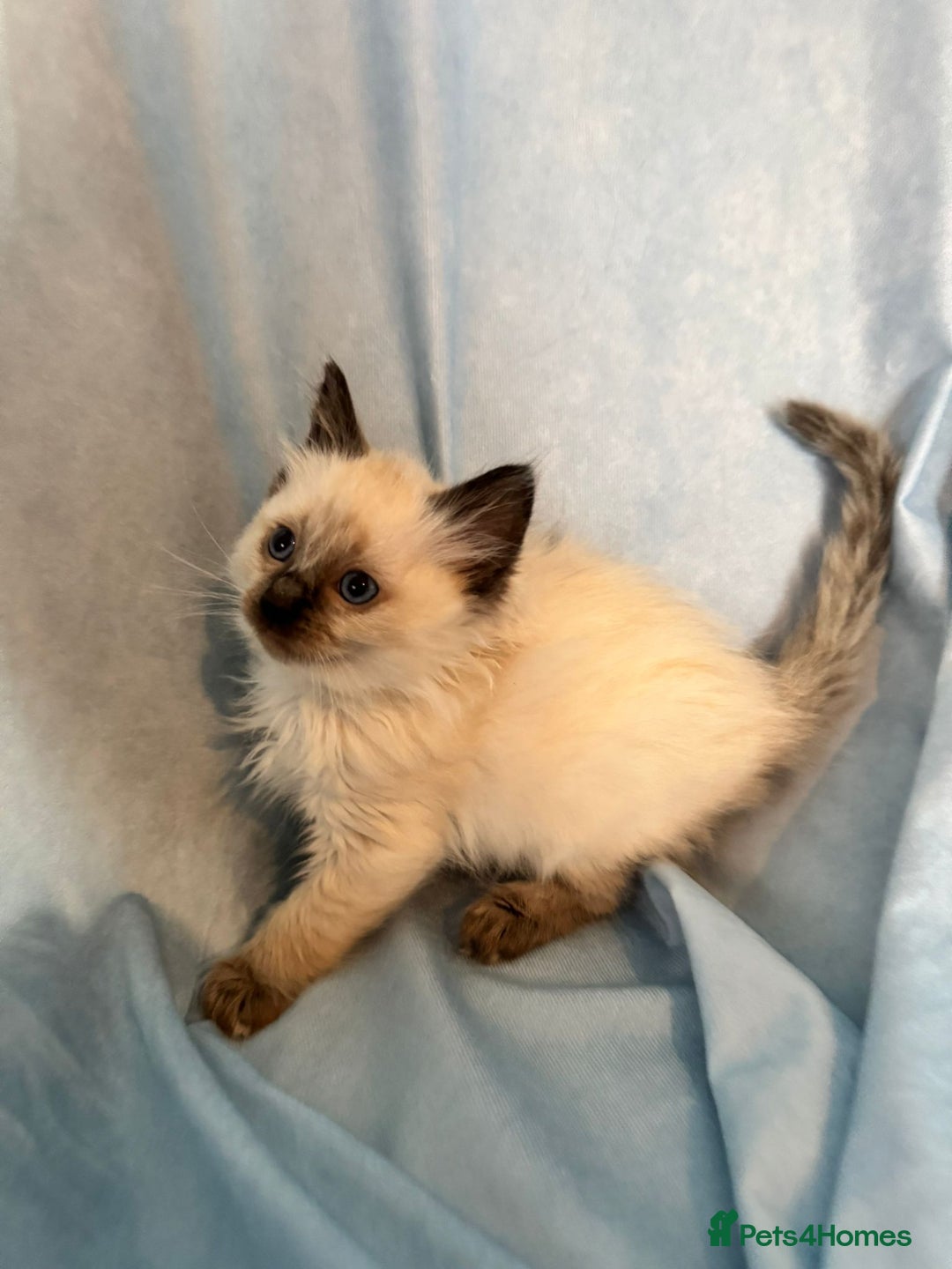 Ragdoll cats for sale: Sapphire's Ragdolls - Image 32