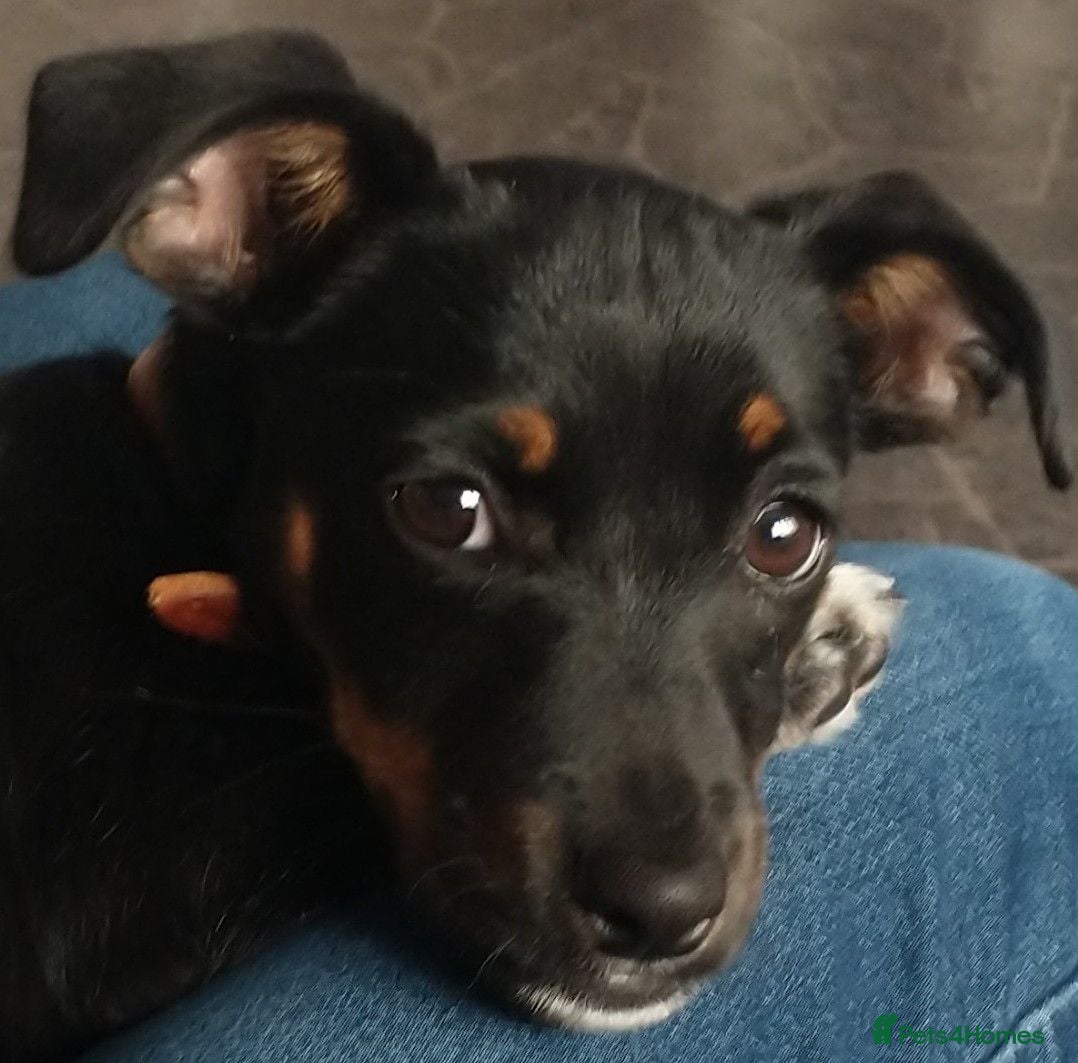 Jackshund dogs Jackshund for sale - Advert 1