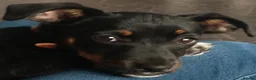 Jackshund dogs for sale: Jackshund for sale in Tintagel - Advert 1