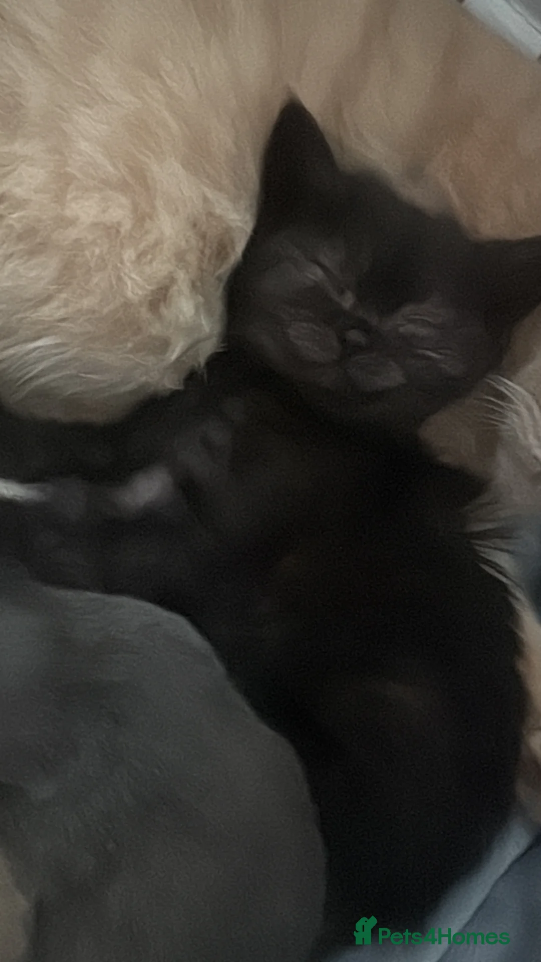 British Shorthair cats for sale: British shorthair/longhair - Advert 6