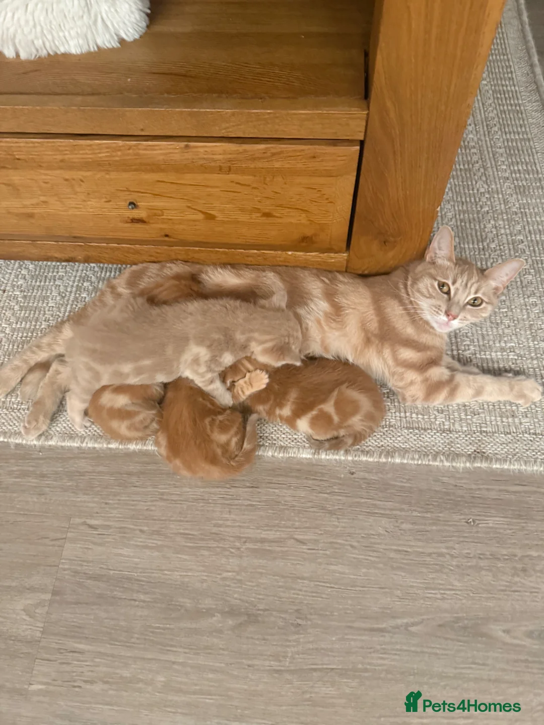 Mixed Breed cats for sale: Rare ginger female kitten!!  - Advert 2