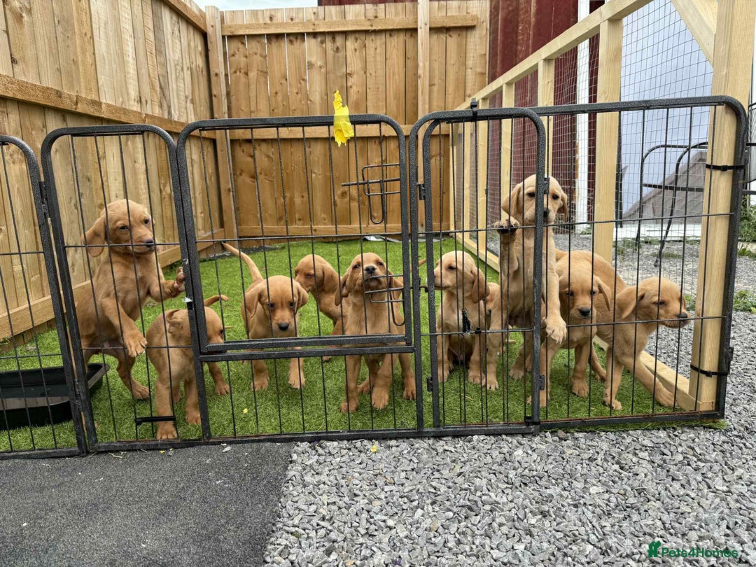 Labrador Retriever dogs for sale: KC Registered labradores ready to leave  - Image 20