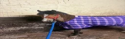 Welsh Section C horses for sale: project pony  - Advert 8