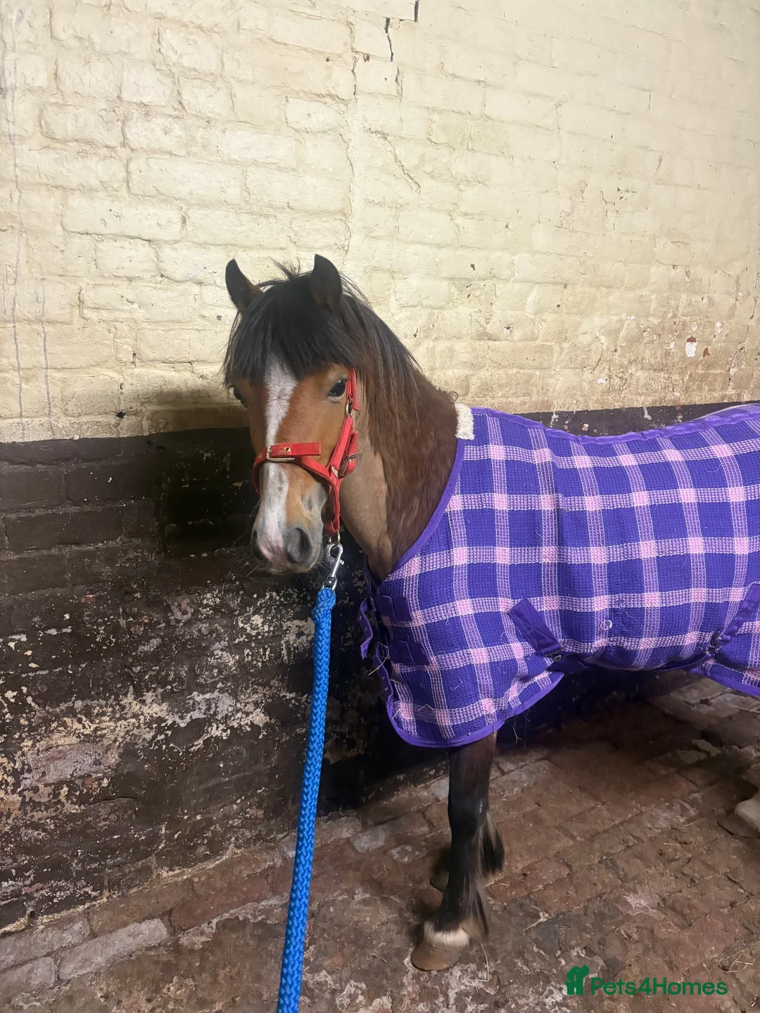 Welsh Section C horses for sale: project pony  - Advert 8