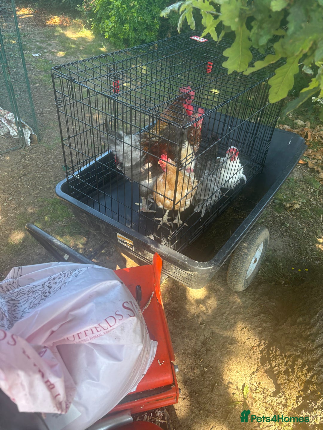 Chickens poultry for sale: Six Hybrid Hens and Rooster  - Image 3