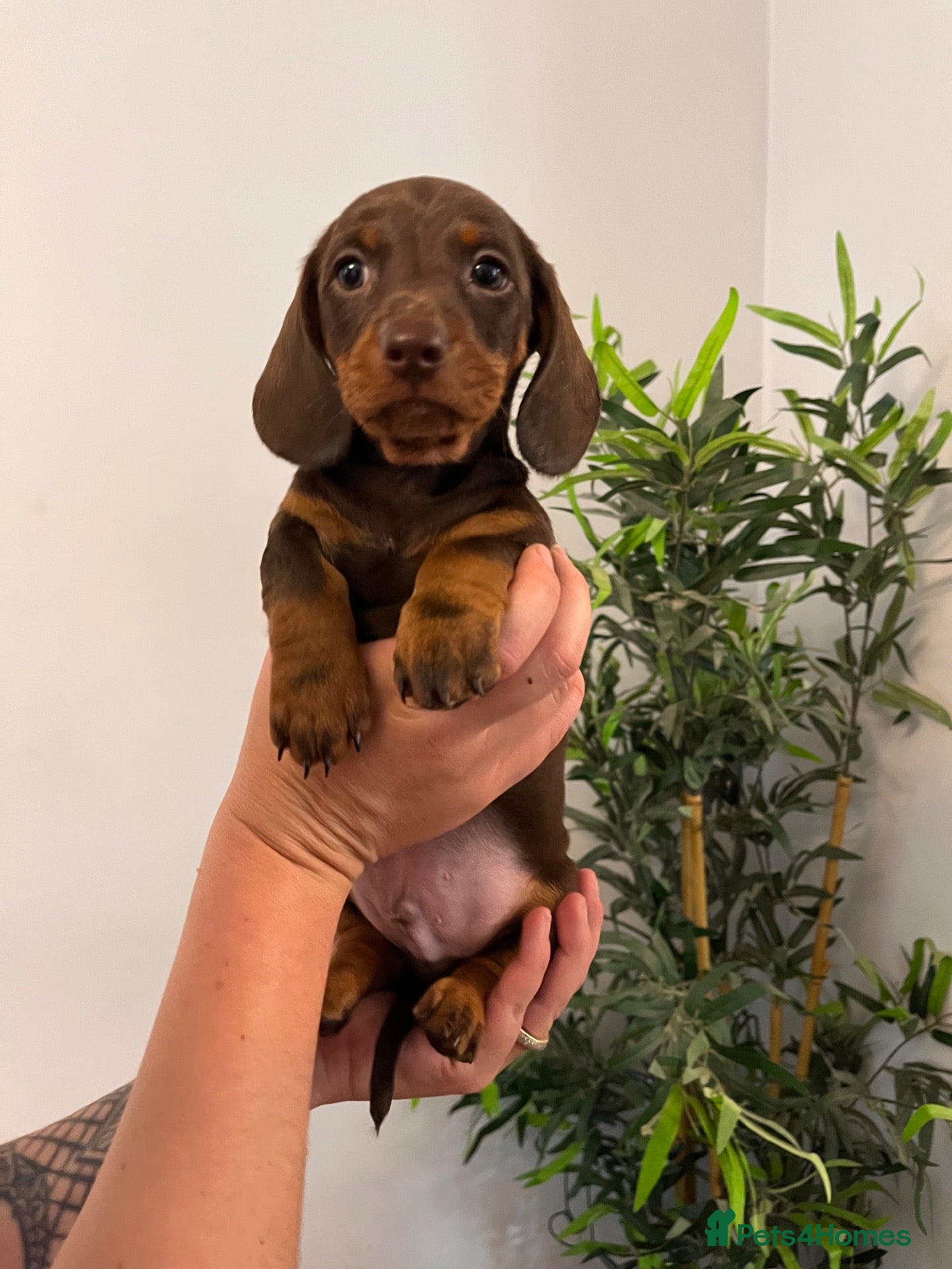 Miniature Dachshund dogs  🍫 Beautiful Chocolate & Tan Mini Dachshunds  - Advert 2