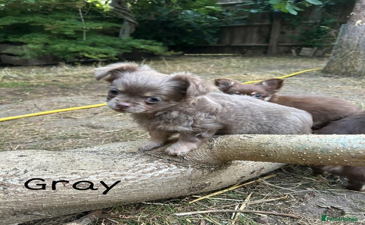 Chihuahua dogs - Advert 1