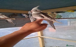Cockatiels birds for sale: Silly hand tamed cockatiels for sale  - Image 2