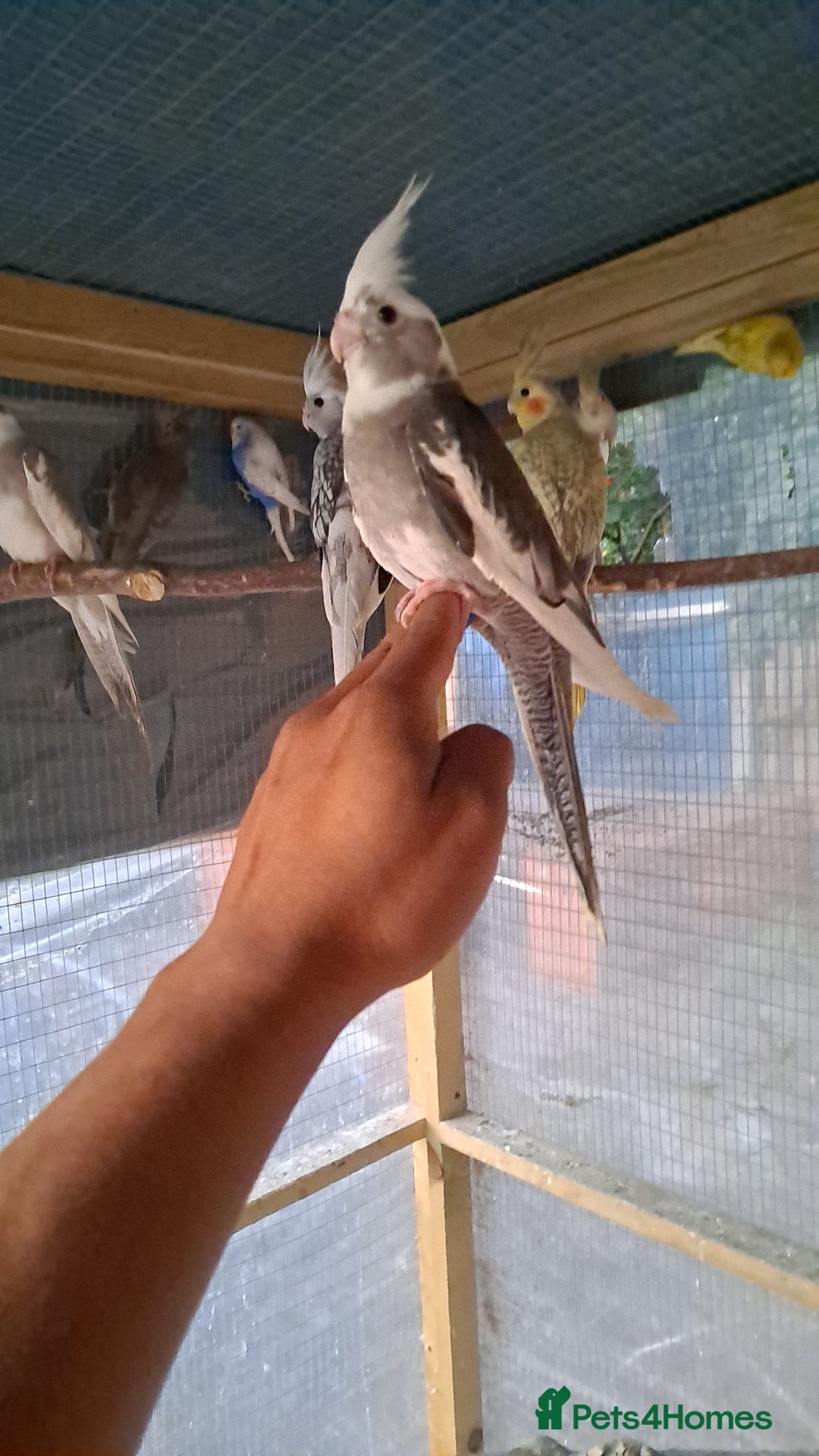 Cockatiels birds for sale: Silly hand tamed cockatiels for sale  - Image 2
