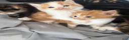 Mixed Breed cats for sale: Beautiful Tabby Cross Ragdoll Kittens  - Advert 19