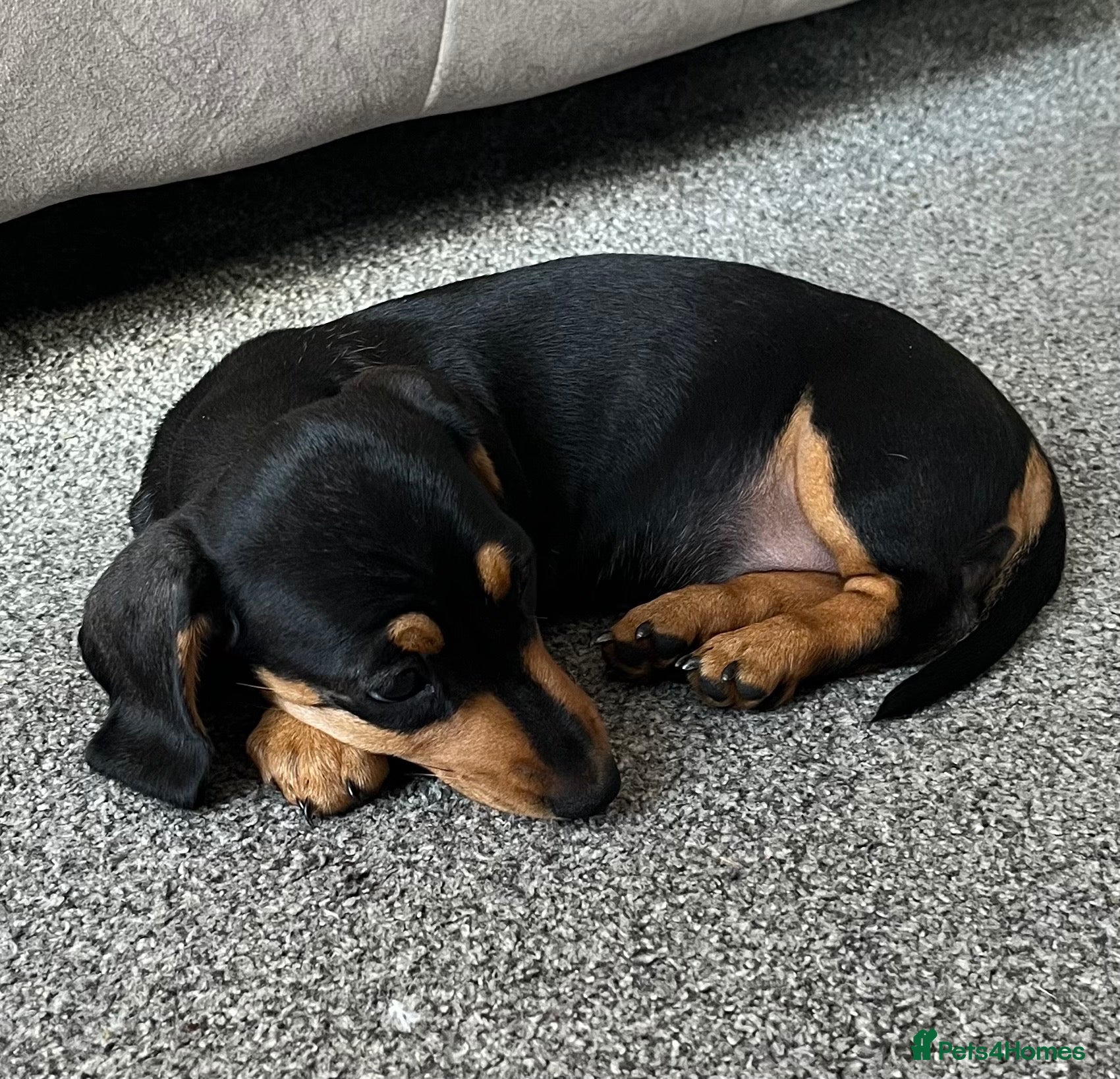 Miniature Dachshund dogs Adorable, Mischievous & Loving Puppies all girls.  - Advert 2