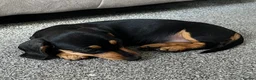Miniature Dachshund dogs for sale: Beautiful little girl.  - Advert 3