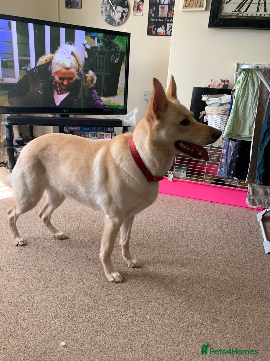 German Shepherd dogs for sale: White German Shepherd  - Image 3