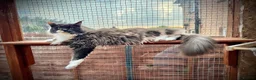Maine Coon cats for sale: Pedigree Maine Coon Ex Queen - Advert 6