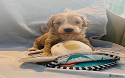Cockapoo dogs for sale: Beautiful F1b Cockapoo puppies  - Image 8