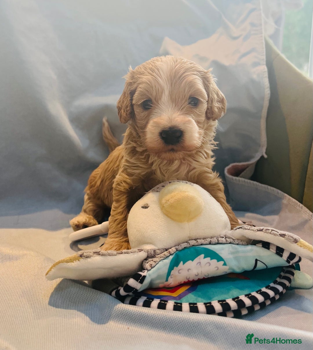 Cockapoo dogs for sale: Beautiful F1b Cockapoo puppies  - Image 8