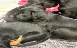 Mixed Breed dogs for sale: Rare black golden cocker puppies - Image 14