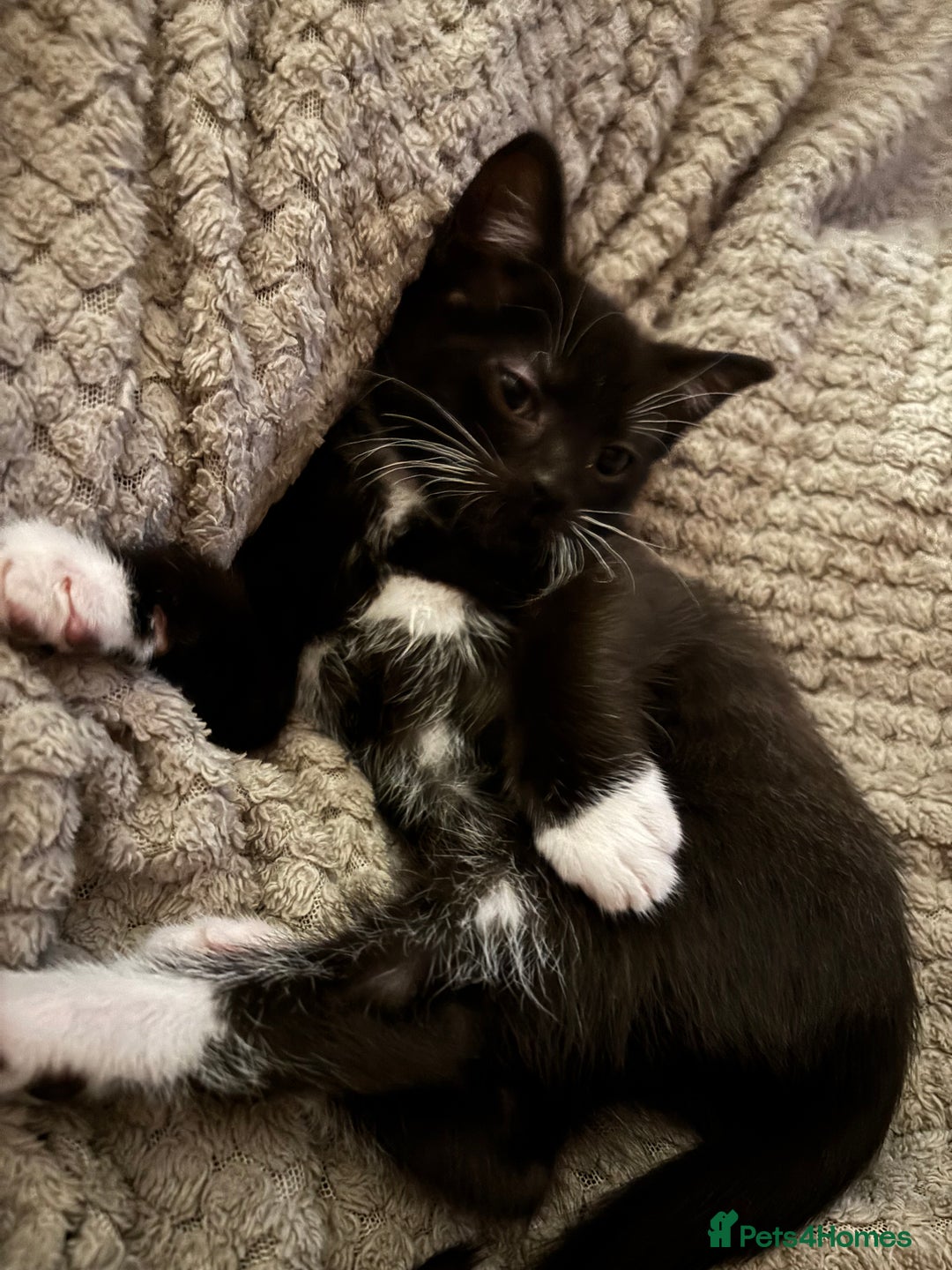 Mixed Breed cats for sale: Ragdoll x dsh kittens - READY NOW - Advert 5