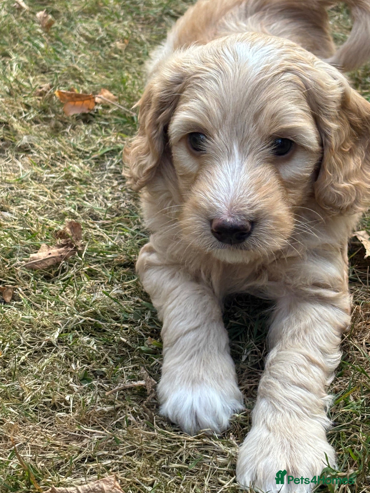 Australian Labradoodle dogs Fantastic breeding! Canadian & Australian lines - Advert 2