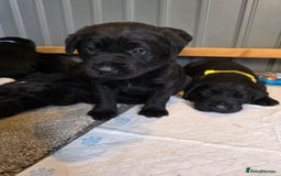 Labrador Retriever dogs for sale: Stunning black Labrador puppies  - Image 10