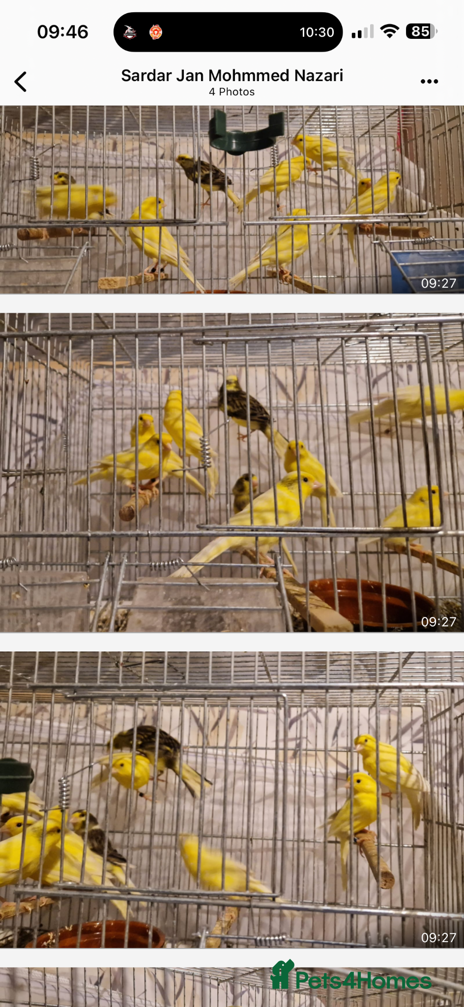 Canaries birds Canary for sale - Advert 7