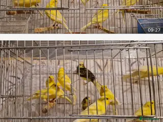 Canaries birds Canary for sale - Advert 18