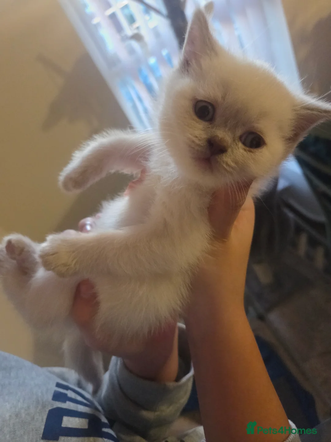 British Shorthair cats for sale: Colour point British short haired   in Derby - Advert 4