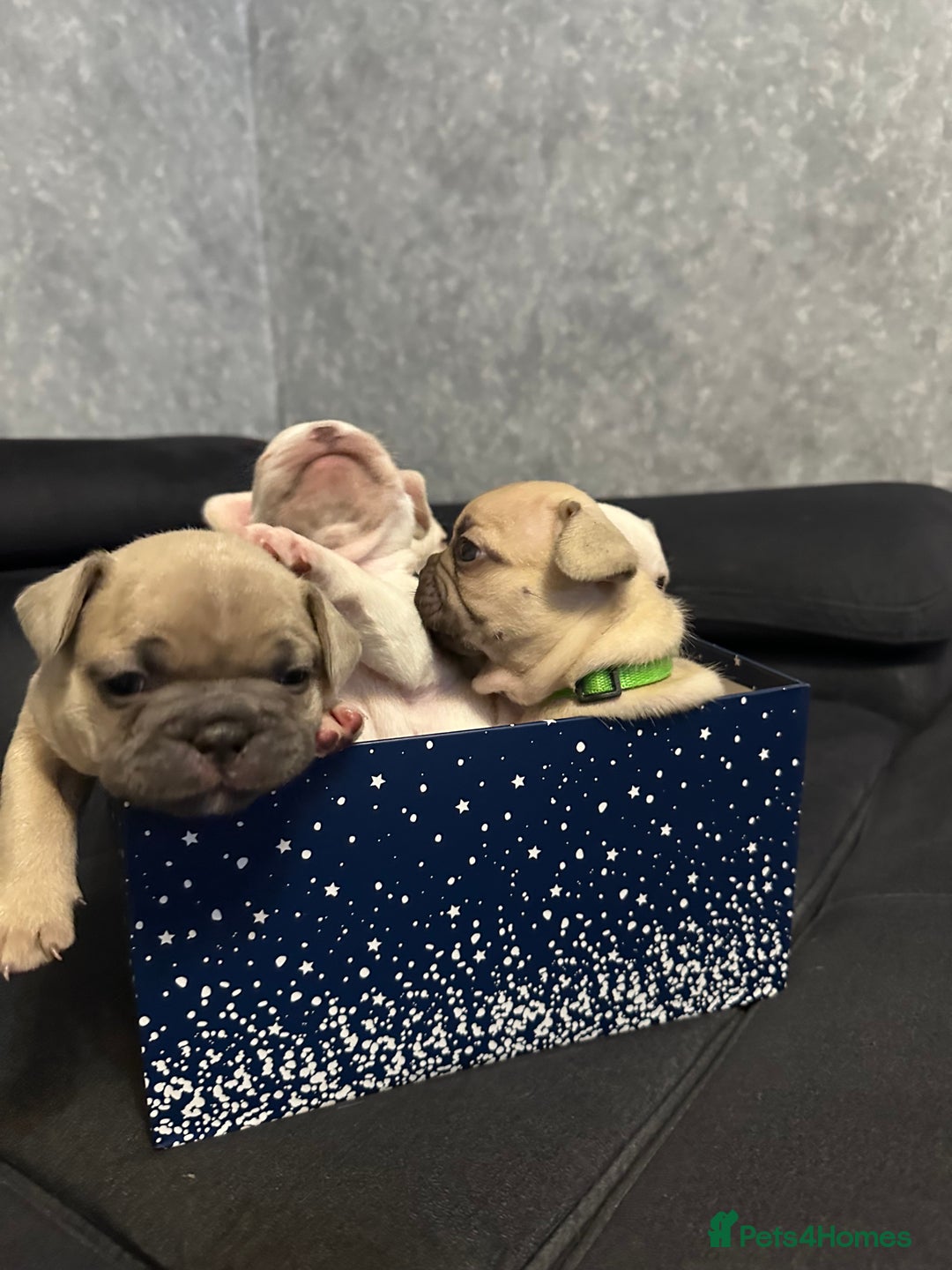 French Bulldog dogs for sale: French bulldog  - Image 7