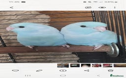Parakeets birds for sale: Semi Tame Celestial Parrolets  - Image 2